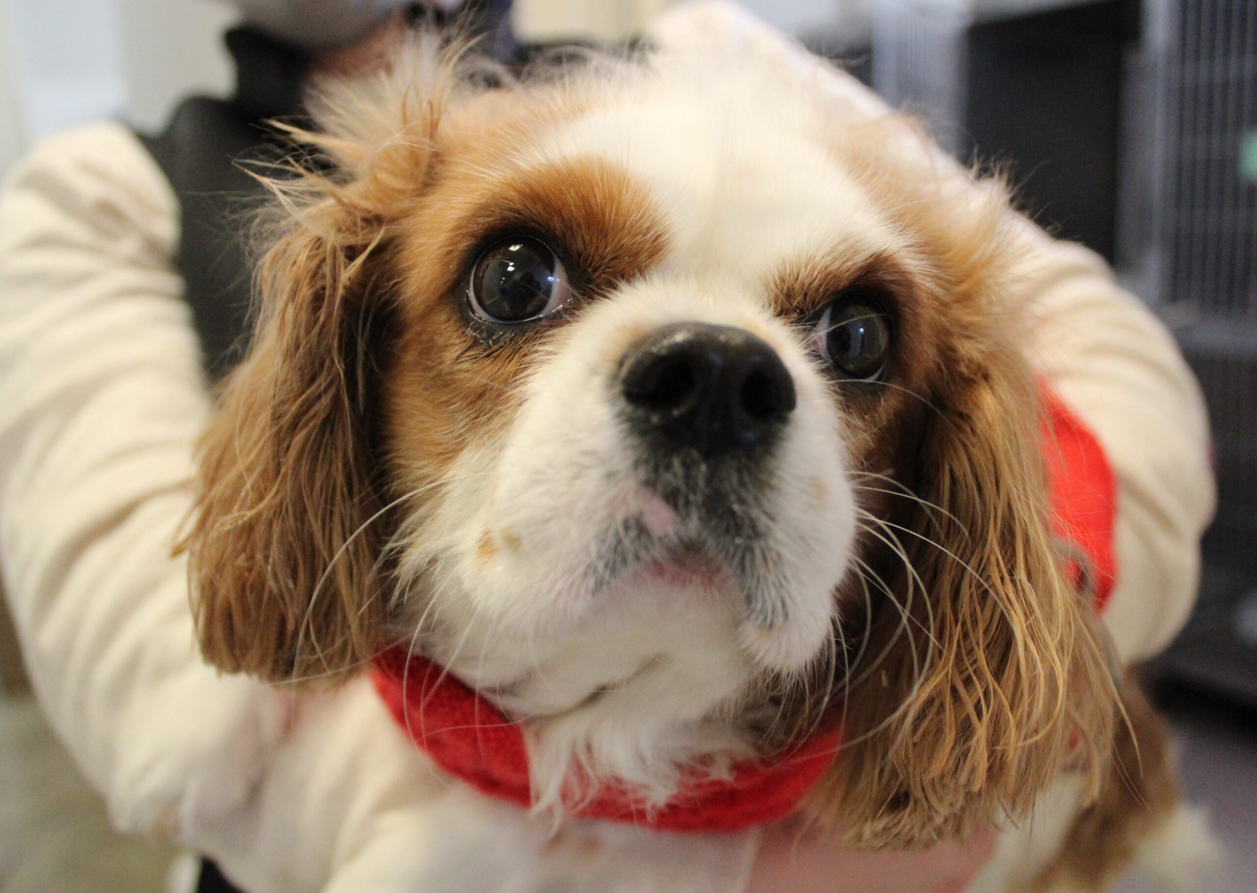 Scarlett, a brown and white Cavalier King Charles Spaniel, looks at the camera