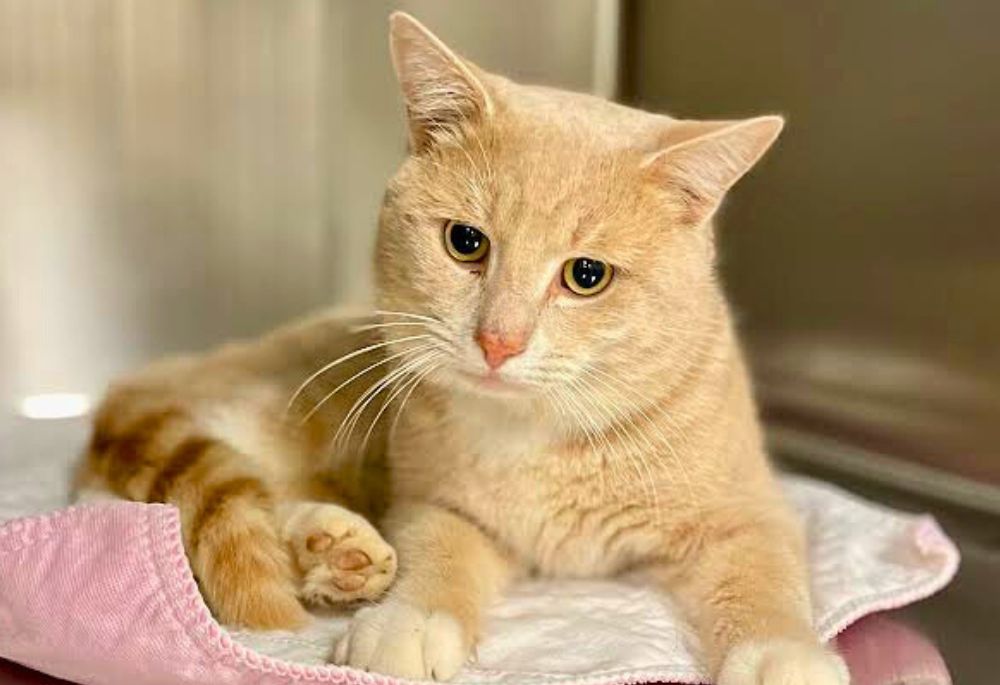 Chevy, a handsome orange tabby, sits on a pink towel