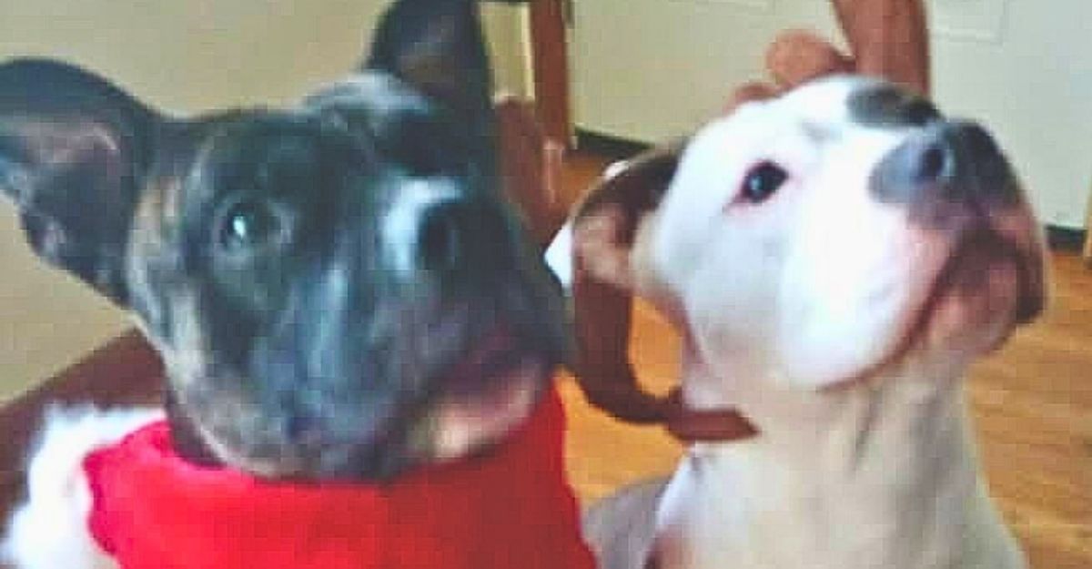 Bruno and his sibling