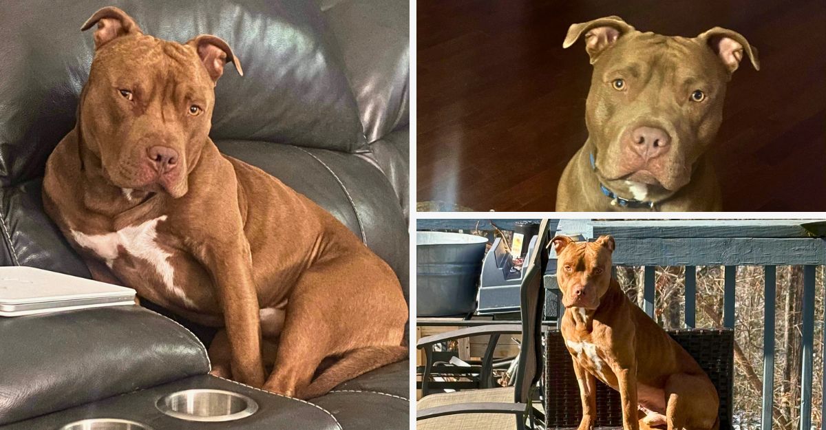 A collage of Jefe, a brown Pit Bull with a white marking across his chest