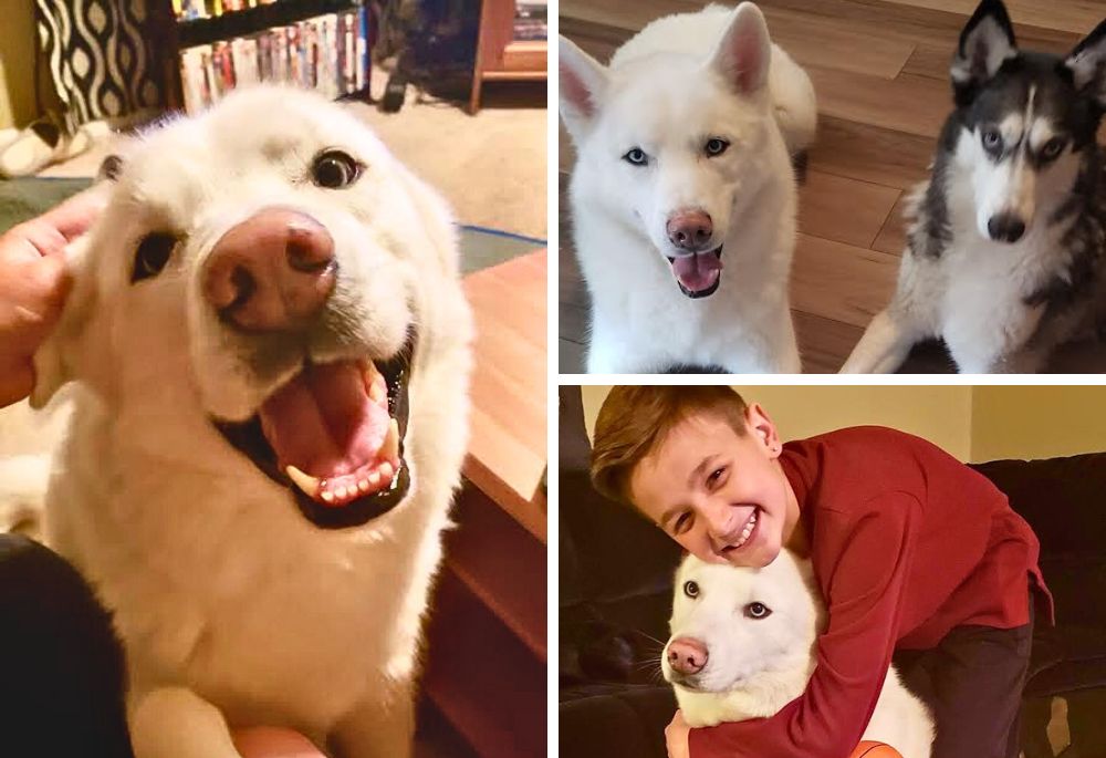 A collage of Ske, a white Husky