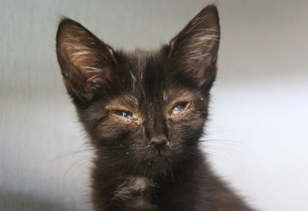 Lucy, a black kitten with infected eyes