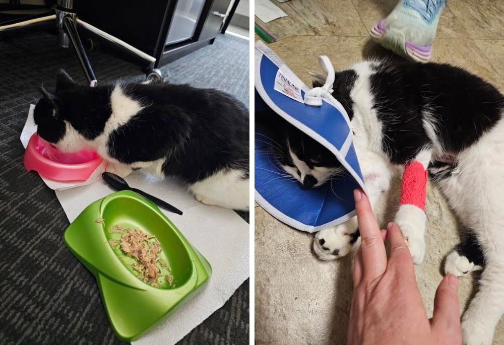 Two photos of Button, black and white cat.