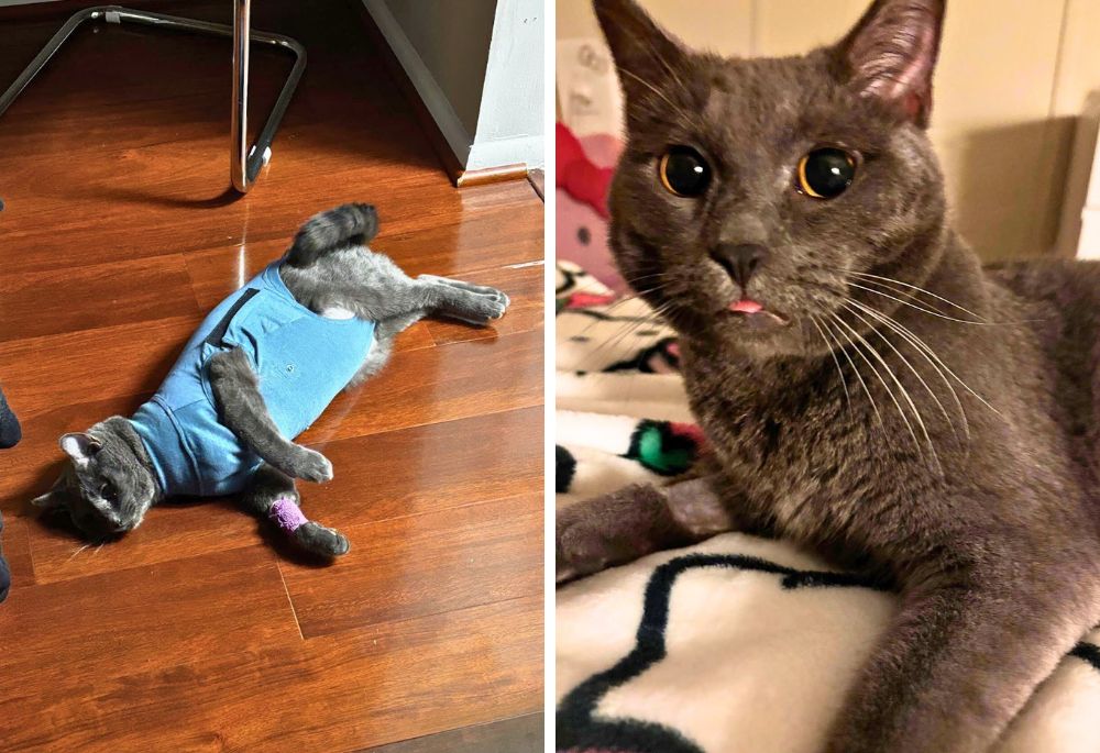 Two pictures of Mochi, a gray cat with green eyes