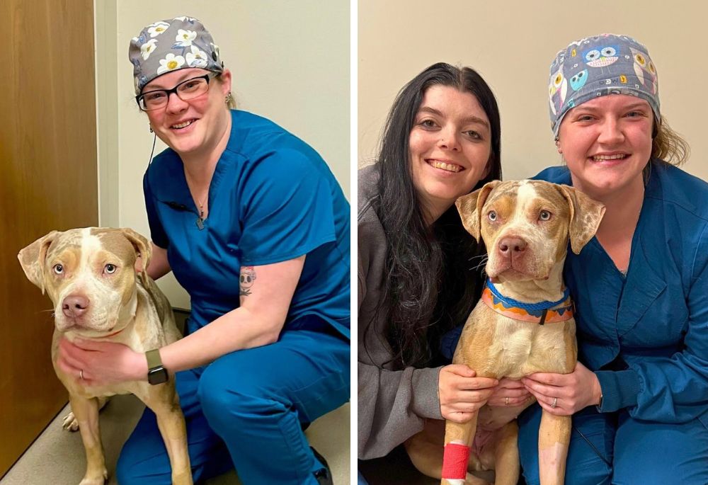 Two photos of Mochi, a beautiful brown and white Pit Bull mix, with Anicira team members