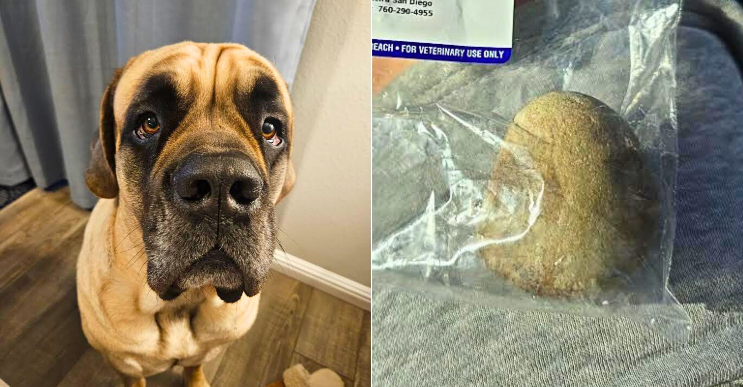 Teddy, a large brown Mastiff