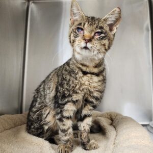 Maggie a gray tabby