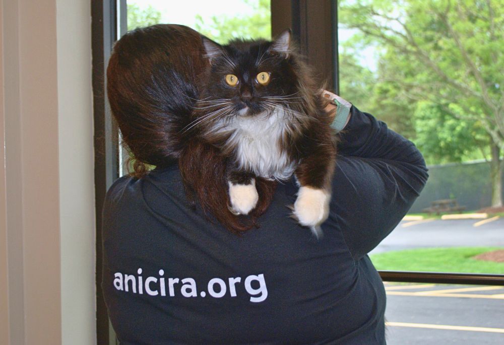 Black and white cat over the shoulder of an Anicira team member