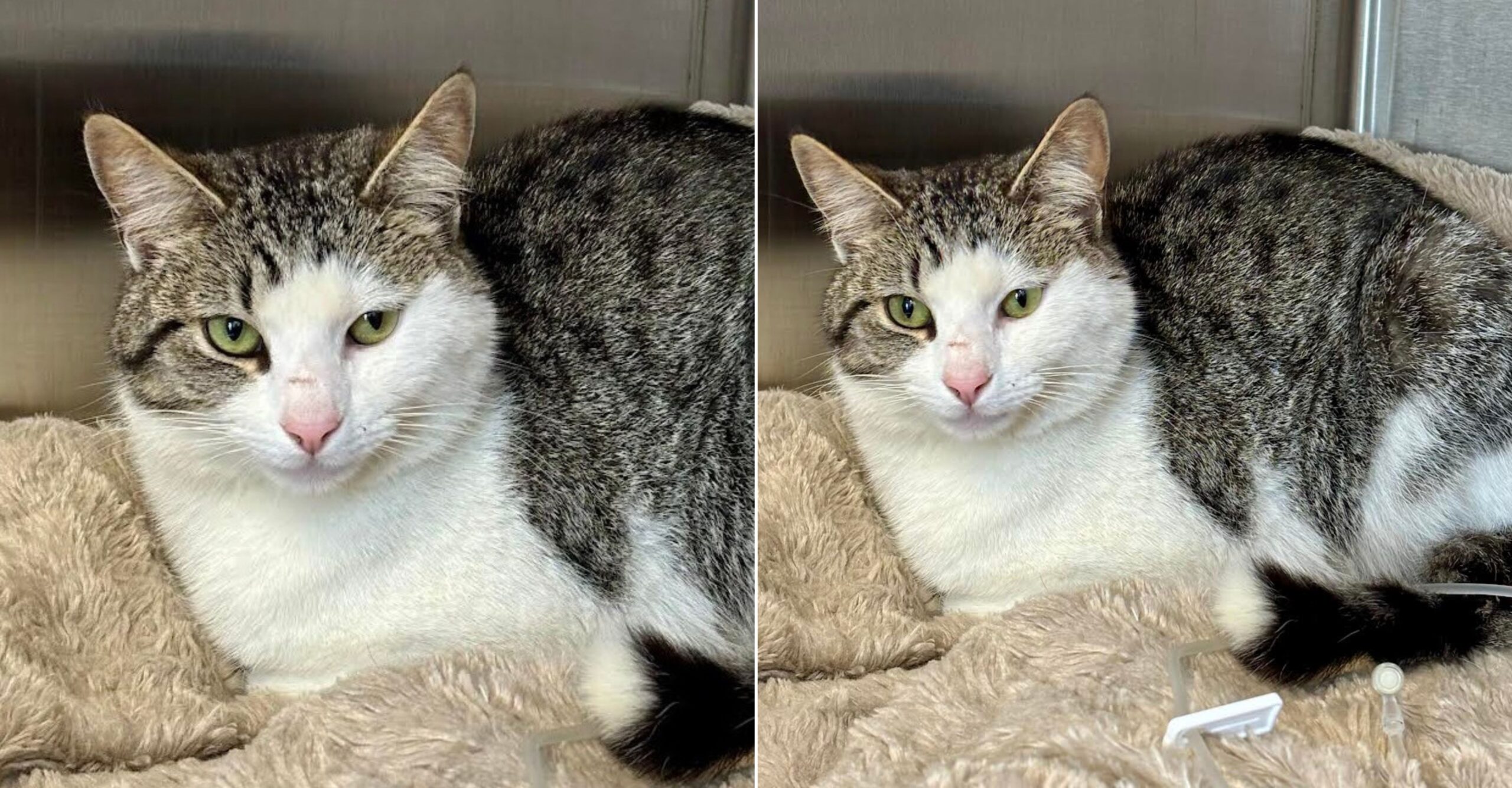 Finnikin, a grey and white tabby