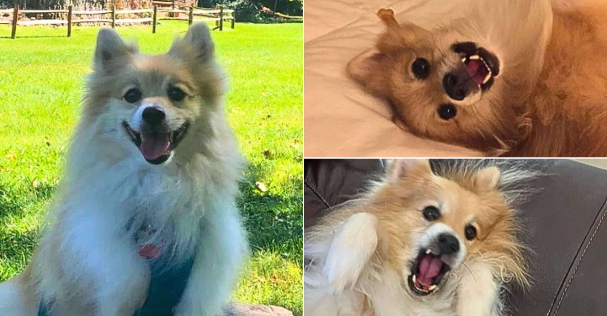 Colby Jack, a Pomeranian