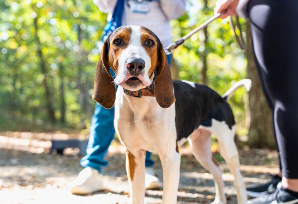 Hound dog stands on the edge of the woods and stares directly into the camera