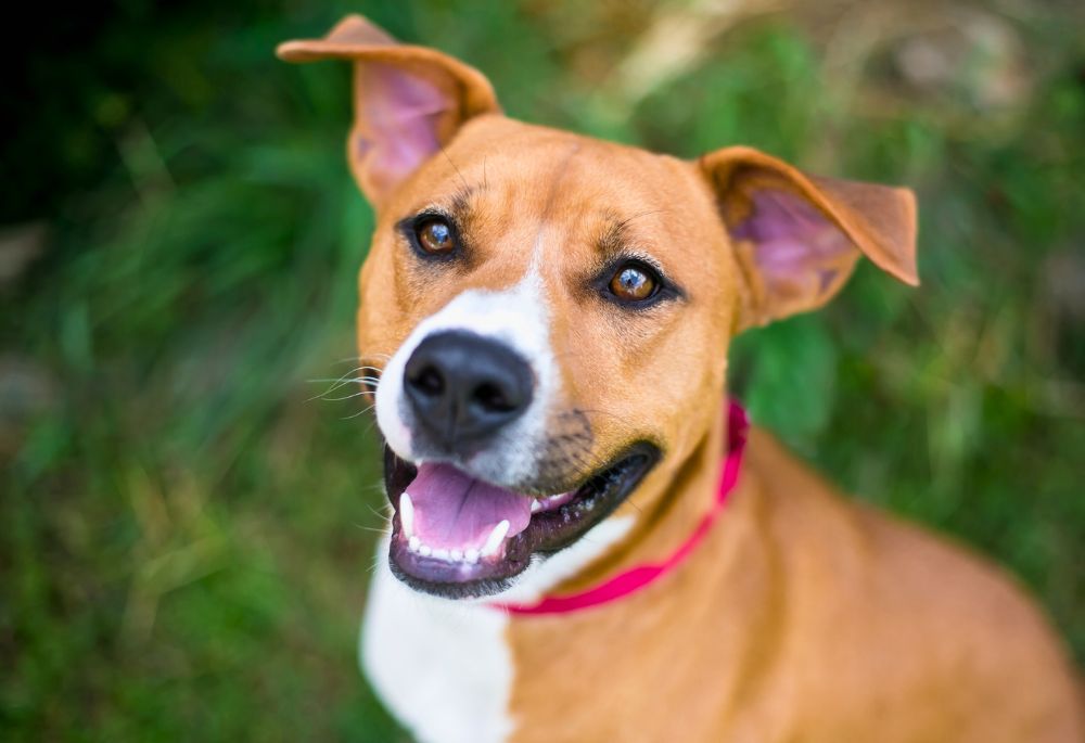 Tan and white mixed breed dog looks directly at the camera