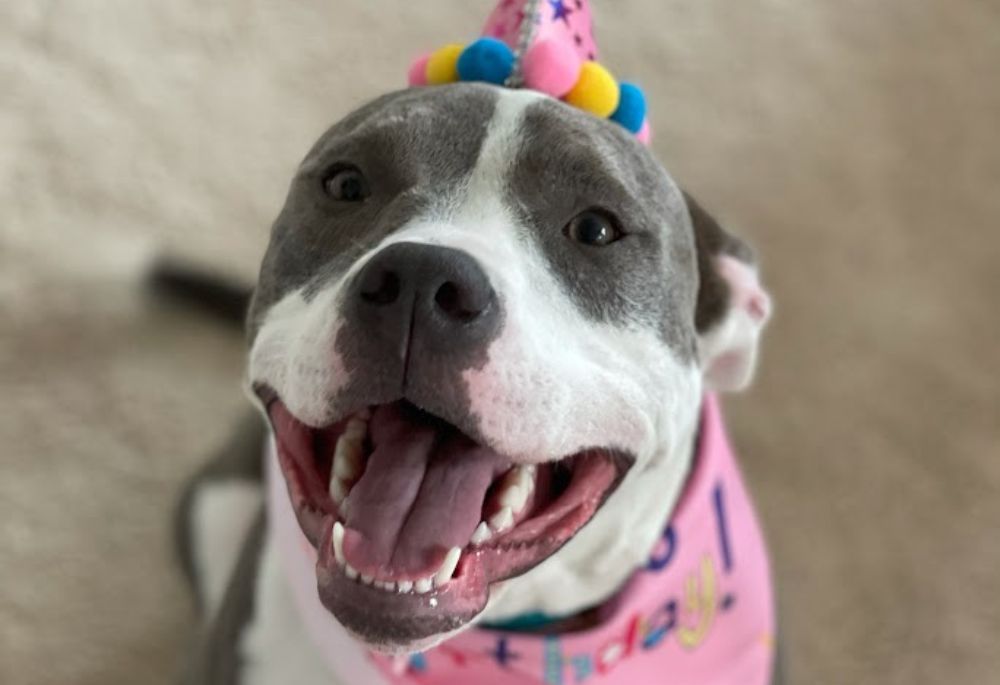 Laney, a happy Pit Bull mix with a gray and white face